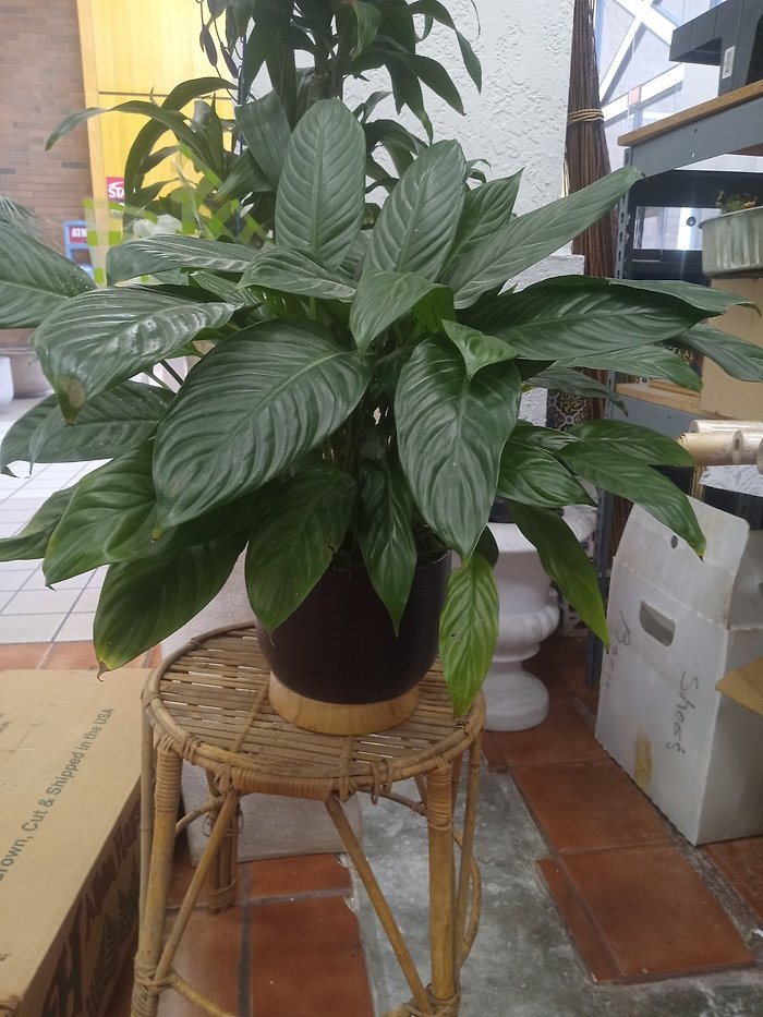Peace lily medium